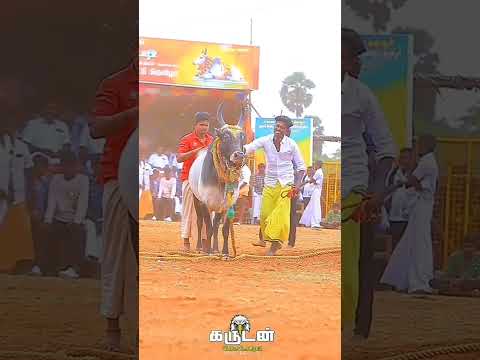 jallikattu pure  Love ?? #horihabba #shortsvideo #jallikattu #viralvideo  @roshankingzameer6014