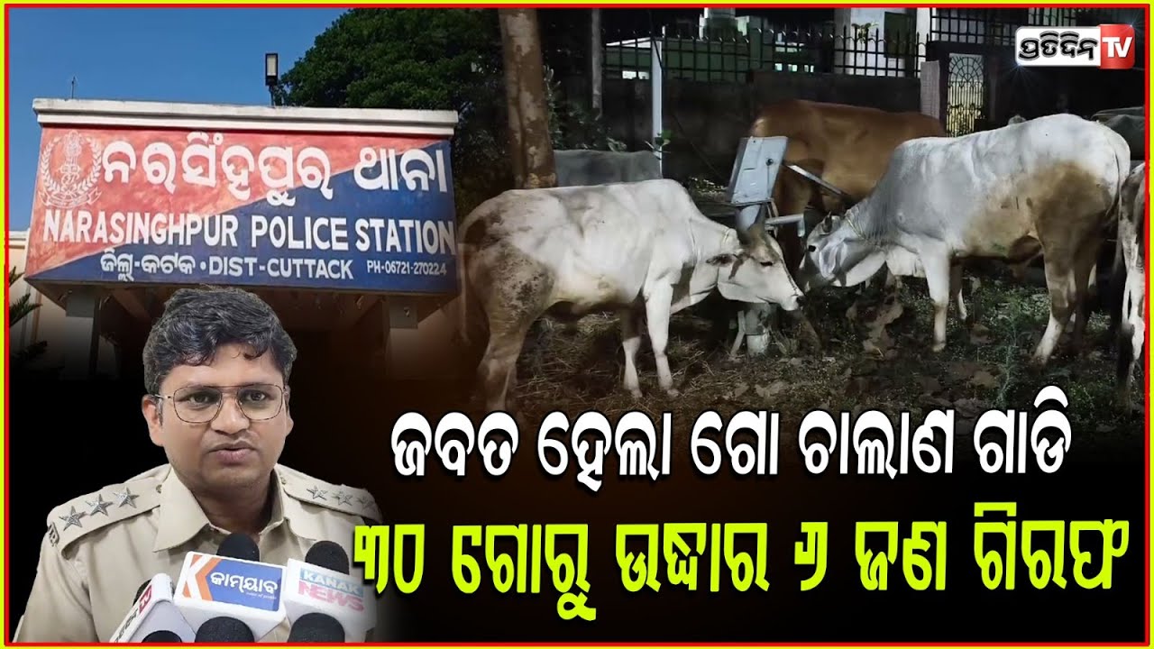 ପିକଅପ୍ ରେ ୩୦ରୁ ଉର୍ଦ୍ଧ୍ବ ଗୋମାତା ନରସିଂହପୁର ଜଙ୍ଗଲରୁ ଉଦ୍ଧାର। Cow smuggling gang Busted, Narsinghpur, CTC