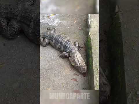 JACARÉ DA CHINA. #curiosidades #animal #bicho #jacare