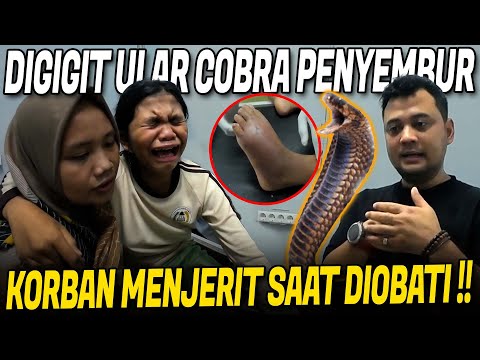NOLONG KORBAN GIGITAN ULAR COBRA PENYEMBUR !! KORBAN HISTERIS KESAKITAN !!