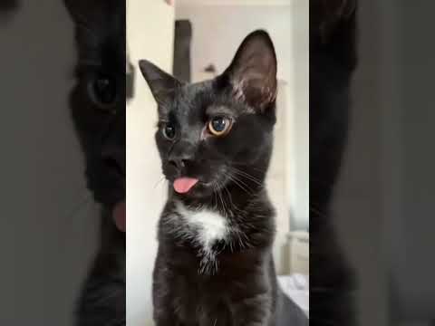 Que lindinho 😹🐾 #shorts