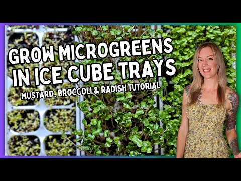 How to Grow Microgreens in Ice Cube Trays with Natural Light (Radish, Mustard & Broccoli)