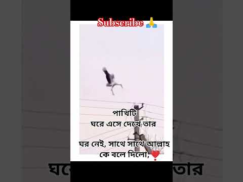 āĻĒāĻžāĻāĻŋāĻāĻž āĻāϰ⧠āĻāϏ⧠āĻĻā§āĻā§ āϤāĻžāϰ āĻāϰ āύā§āĻ āϏāĻžāĻĨā§ āϏāĻžāĻĨā§ āĻāϞā§āϞāĻžāĻš āĻā§ āĻŦāϞ⧠āĻĻāĻŋāϞ⧠#life #āϏāĻŦ #lyrics #lyricvideo #caption