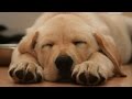Dog Breeds Characteristics and Traits