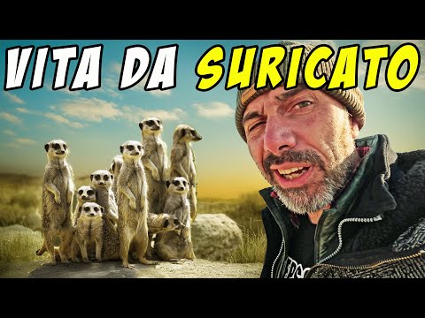 Come VIVE l'animale più SIMPATICO e FAMOSO dell'Africa AUSTRALE 😁 Il Suricato 👍 Forza TIMON