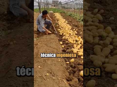 Este agricultor descubrió una técnica ingeniosa para triplicar su producción de papas !