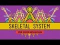 Exploring the Functions and Structure of the Skeletal System