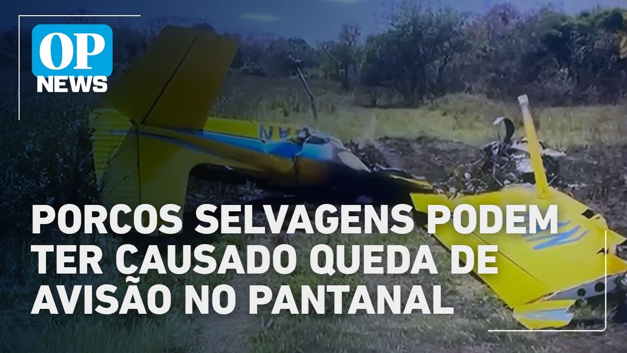 Porcos selvagens podem ter causado queda de avião no Pantanal | O POVO News