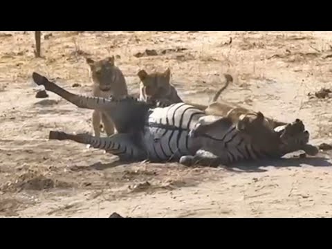 Epic Showdown: Lion Pride Takes Down Zebra in Thrilling Chase!