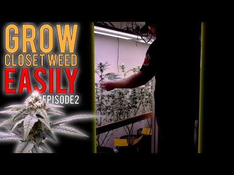 GROWING WEED EASILY IN MY CLOSET (PHOTOPERIODS) START TO FINISH ORGANIC GROW GUIDE | EPISODE2