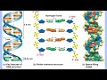 DNA Structure and Function Concepts