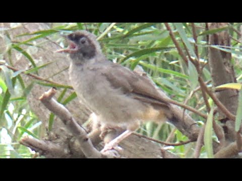 黑臉噪鶥連續鳴叫Masked Laughing-thrush keeps tweeting #bird #birding #wildlife #公園 #大自然 #生態攝影 #趣味 #野生動物 #hk