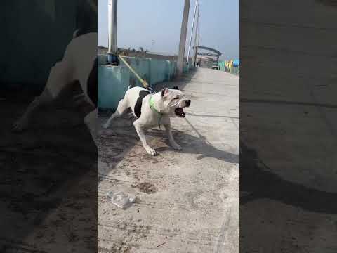 Pitbull Dog Breed Ko Ghar Me Kyu Nahi Pala Jana Chaiye ? 😈 #shorts