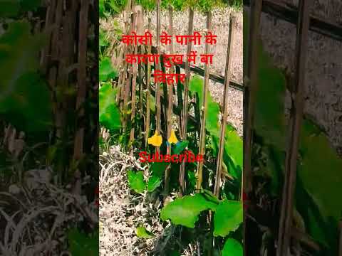 दुख में बा बिहार #viral #funny #music #shortvideos #trending #song #nepal #viralvideo #viralvideo