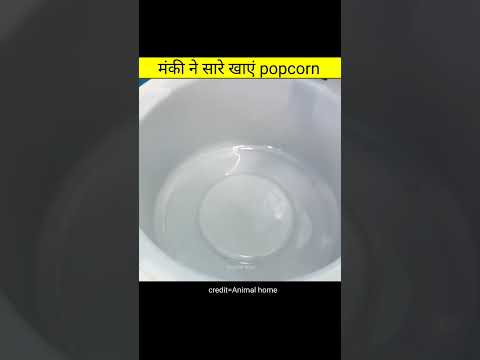 मंकी ने सारे खाएं popcorn | Amazing videos in hindi #shorts