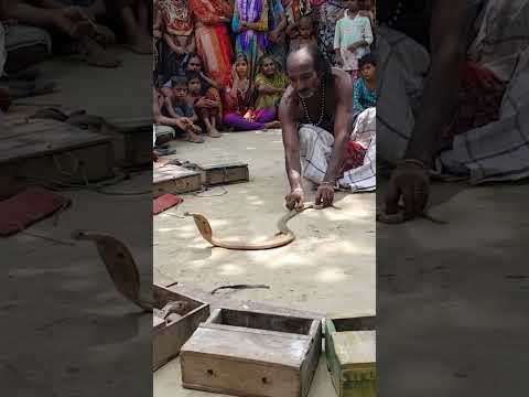 Live Snake Game Playing in Village