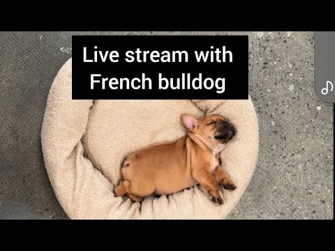 French bulldog puppies are live