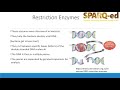 Restriction Enzymes and DNA Fragments