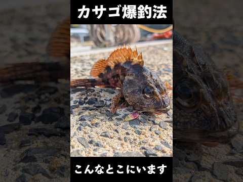 カサゴ、ガシラ、アラカブ、そんな魚が爆釣する裏技教えます #根魚釣り #カサゴ #あらかぶ #ガシラ