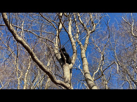 Winters Climbing her favorite tree