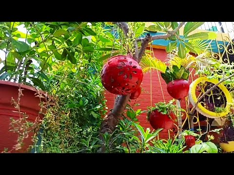 My beautiful terrace garden... Update about my terrace garden... Beautiful flowers blooming...