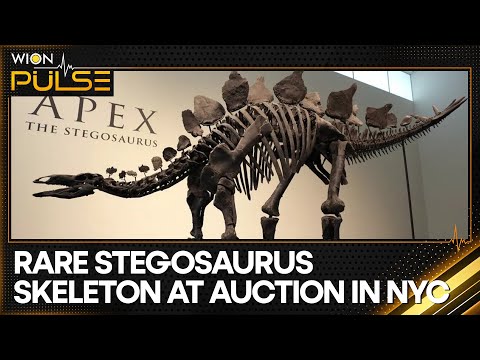 Stegosaurus Fossil up for auction in New York | World News | WION Pulse