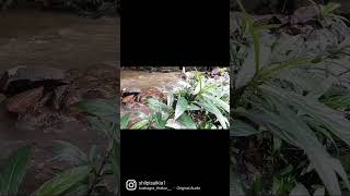 Nature #BeautifulAssam #viralshorts