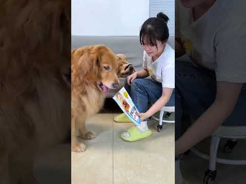 Duoduo I donโt supervise you, you will lose your ambition. Cute pets become stings. Golden retri