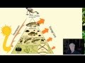 Energy Flow in Ecosystems