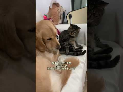 猫:给我整仰卧起坐了 你还委屈上了#金毛 #猫狗双全 #动物的迷惑行为