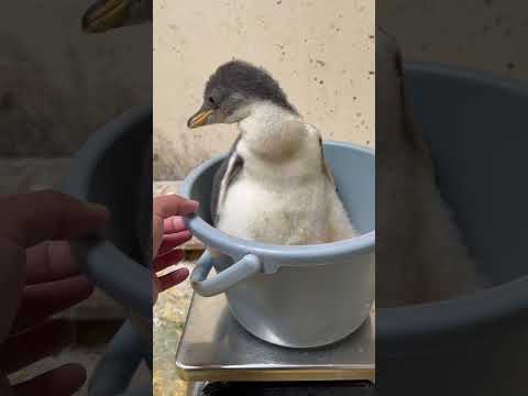 猫の動画サムネイル - 6/2ふ化🐣ジェンツーペンギン生後21日目