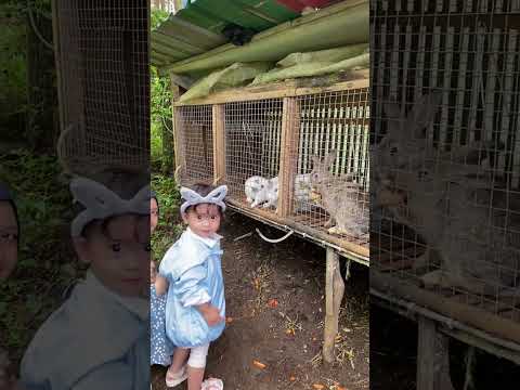 Kasih makan kelinci #kelinci #kidsongs #rabbit