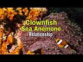 Clownfish and Sea Anemone Interactions