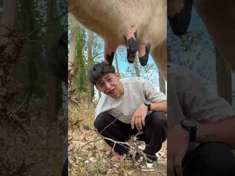 Sizce İneğin Neresini Isırayım
