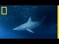 Understanding Bull Sharks and Sargassum