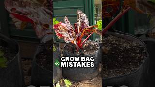 I learned from these grow bag mistakes...