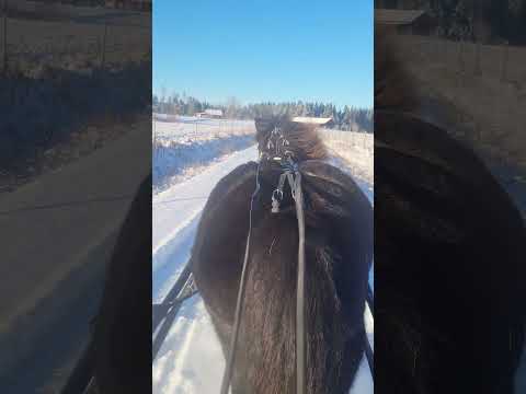 Fast and Fluffy: Flikka in the Snow!