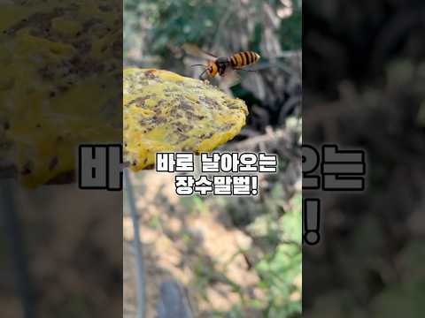 장수말벌과 맥도날드 콜라보?! 장수말벌 미슐랭! #장수말벌 #맥도날드 #곤충 #말벌 #먹방 #곤충먹방 #미슐랭 #mukbang #insects #치즈버거
