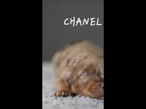 Brown merle perfection just arrived — meet Chanel, our tiny showstopper!