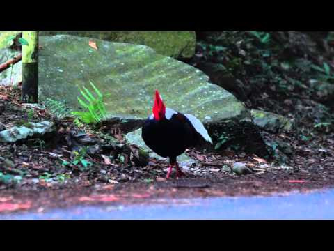 6   Swinhoe's Pheasant 藍腹鷴 求偶舞 - YouTube(1分47秒)