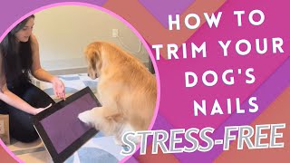 How to Trim Your Dog's Nails, Stress-free!