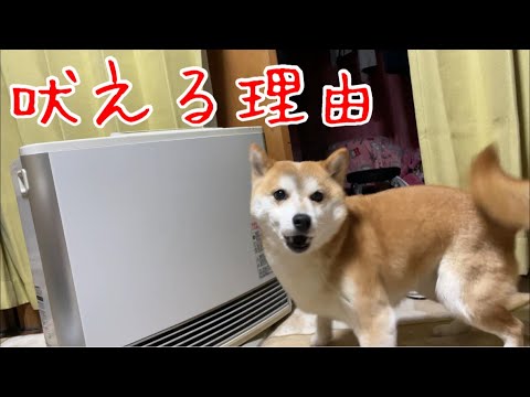 夜、突然吠え出す柴犬の理由が分かり爆笑した