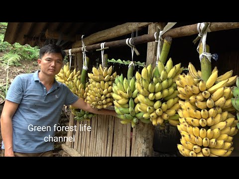 Ripe bananas are very expensive in the city. not enough to sell. Robert | Green forest life