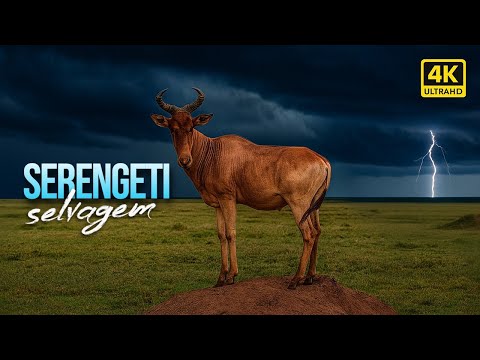 Vida no Serengeti: O Reino dos Leões e da Grande Migração