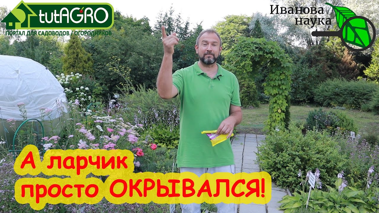 Очень простой способ увеличить урожай томата и огурца! Доступно всем и каждому!