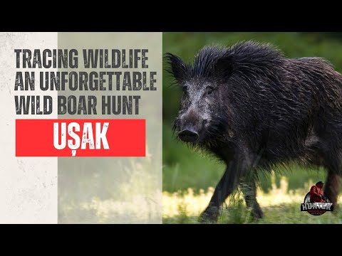 TRACING WILD LIFE AN UNFORGETTABLE WILD BOAR HUNT UŞAK #wildboarhunting  #UŞakWildlife