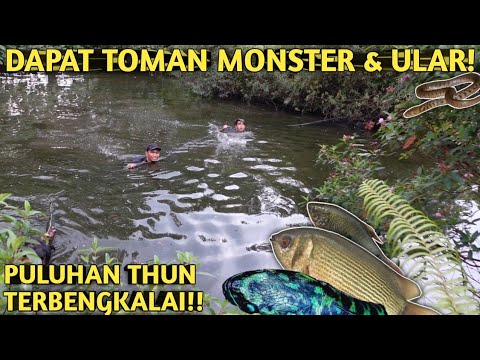 WOW! DAPAT TOMAN MONSTER SAAT SESER IKAN DI KOLAM TERBENGKALAI