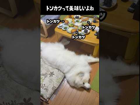 犬好きなら絶対やっちゃうヤツ　#greatpyrenees #大型犬のいる生活 #大型犬と暮らす #大型犬 #グレートピレニーズ #癒し #愛犬 #犬のいる生活 #可愛い