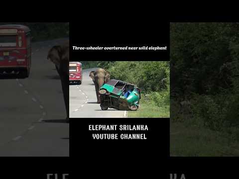 Three-wheeler overturns near wild elephant.#short #shorts