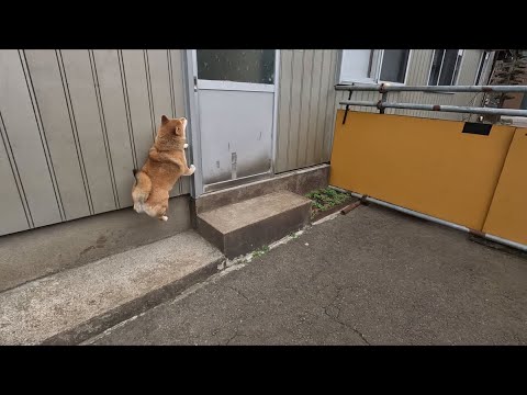 犬の動画サムネイル - ﾋﾟｮﾝ!ﾋﾟｮﾝ!大相撲！始まっちゃうから！早く開けて！！ﾋﾟｮﾝ!ﾋﾟｮﾝ!